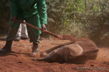 _AFR7138ElephantOrphanage.jpg