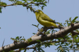 D71_0480AbyssinianWhiteeye.jpg
