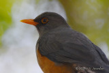 D71_0494OliveThrush.jpg