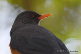 D71_0498OliveThrush.jpg
