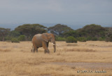 _AFR7253Elephant.jpg