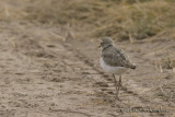 D71_0888KittlitzPlover.jpg