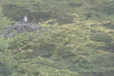 D71_0925EasternChantingGoshawk.jpg