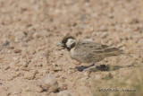 D71_0949FishersSparrowLark.jpg