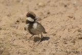 D71_0963FishersSparrowLark.jpg