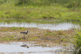 D71_1127LongtoedLapwing.jpg