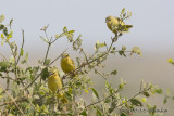 D71_1136TavetaGoldenWeaver.jpg