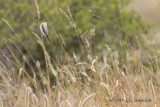 D71_1190AfricanSilverbill.jpg