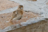 _AFR7406FishersSparrowLark.jpg