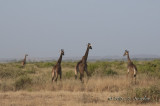 _AFR7449Giraffe.jpg