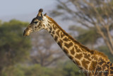 D71_1344Giraffe.jpg