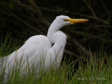 GreatEgret5749b.jpg