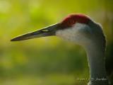 SandhillCrane6084b.jpg