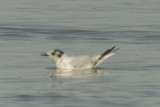 Little Gull