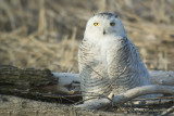 DSC_7660SnowyOwlb.jpg