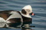 DSC_3881LongtailedDuck-2.jpg