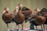 DSC_4941BlackbelliedWhistlingDuck-2.jpg