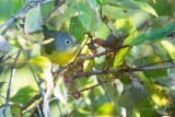 DSC_6023NashvilleWarbler-2.jpg