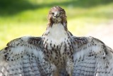 DSC_6061RedtailedHawk.jpg