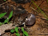 Gray Treefrog - <i>Hyla versicolor</i>