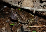 Gray Treefrog - <i>Hyla versicolor</i>