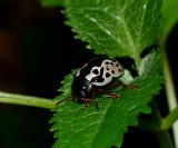 Leaf Beetle - <i>Calligrapha</i>