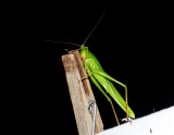 Broad-tipped Conehead - <i>Neoconocephalus triops</i>