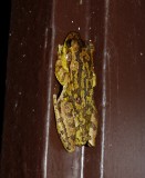 Cuban Treefrog - <i>Osteopilus septentrionalis</i>