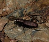 One-spotted Tiger Beetle - <i>Cylindera unipunctata</i>