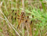 Painted Skimmer - <i>Libellula semifasciata</i>