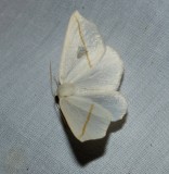 White Slant-line - <i>Tetracis cachexiata</i>