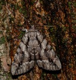 Yellow-Gray Underwing - <i>Catocala retecta</i>