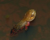 Gray Treefrog - <i>Hyla versicolor</i>