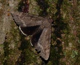 Obscure Underwing - <i>Catocala obscura</i>