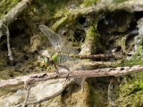 Western Pondhawk - <i>Erythemis collocata</i>