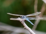 Comanche Skimmer - <i>Libellula comanche</i>