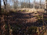 Dry vernal in woods