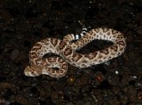 Western Diamondback Rattlesnake - <i>Crotalus atrox</i>