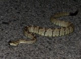 Black-tailed Rattlesnake - <i>Crotalus molossus</i>
