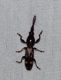Oak Timberworm Beetle - <i>Arrhenodes minutus</i>