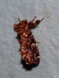 Pink-shaded Fern Moth - <i>Callopistria mollissima</i>