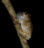 Gray Treefrog - <i>Hyla versicolor</i>