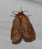 Forest Tent Caterpillar Moth - <i>Malacosoma disstria</i>