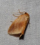 Warm-chevroned Moth - <i>Tortricidia testacea</i>