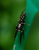 Jumping Spider - <i>Marpissa formosa</i>