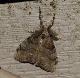 White-marked Tussock Moth - <i>Orgyia leucostigma</i>