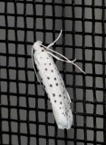 American Ermine Moth - <i>Yponomeuta multipunctella</i>