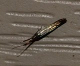 Metallic Casebearer Moth - <i>Coleophora mayrella</i>