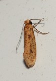 Moth - <i>Niditinea orleansella</i>