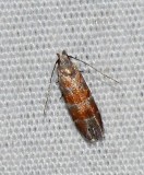Orange Stripe-backed Moth - <i>Battaristis vittella</i>